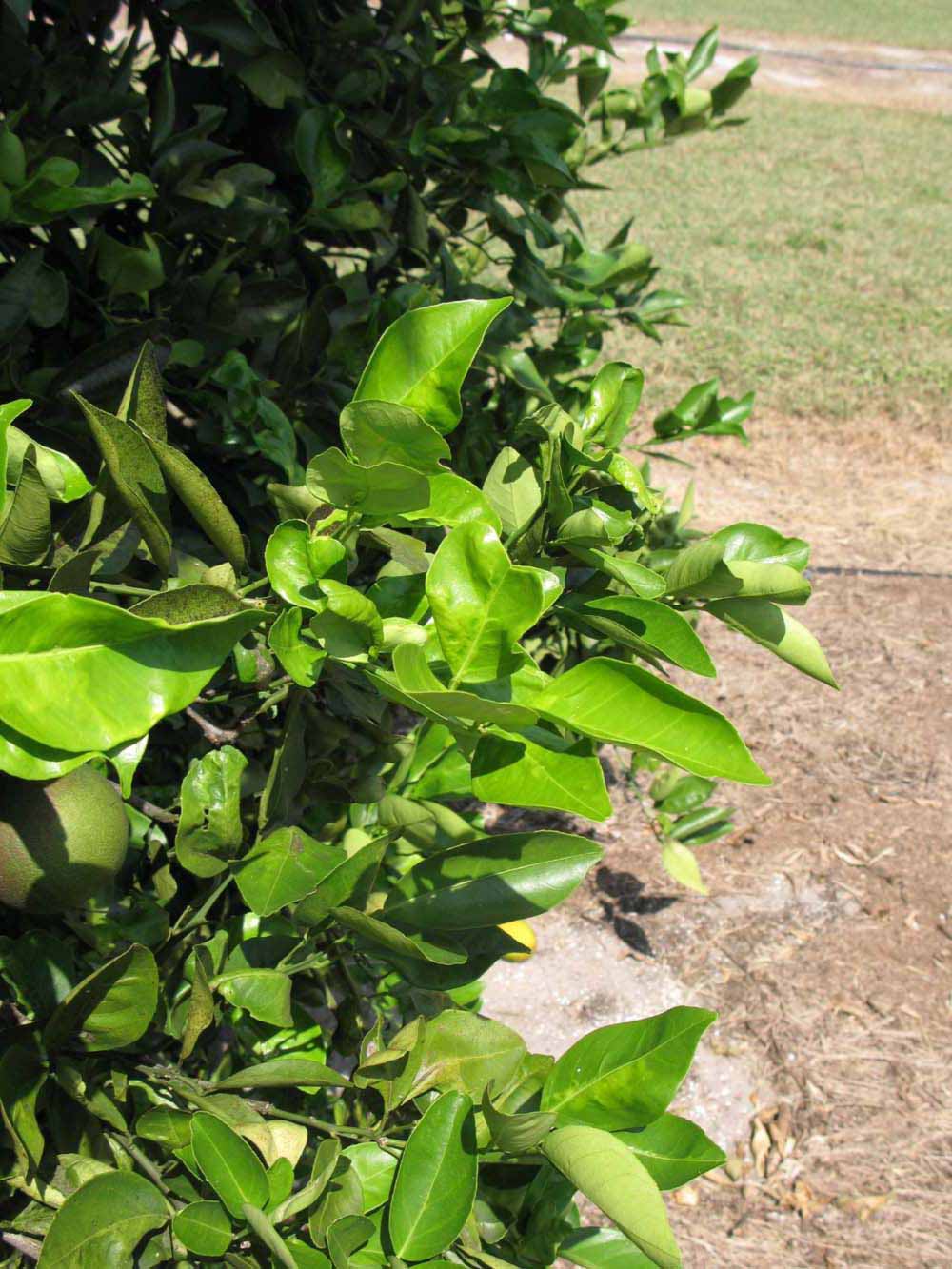              Sun leaves (Winter Haven, FL)       